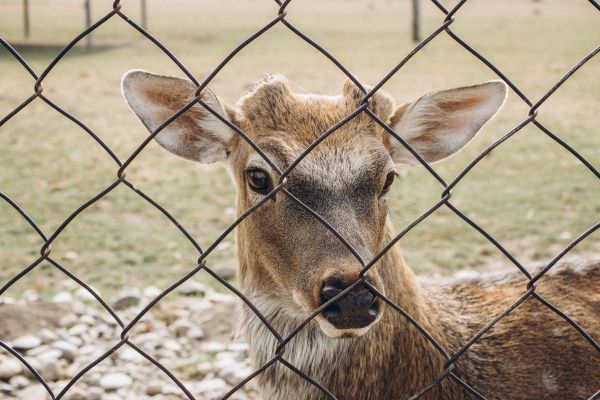 Deer Fence Installation in Akron
