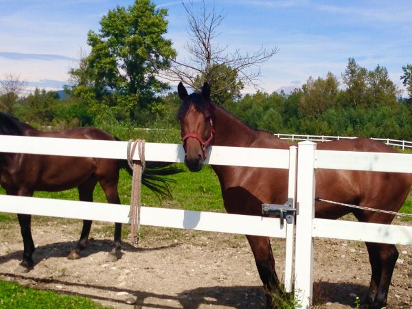 Vinyl Horse Fence Installation in Akron