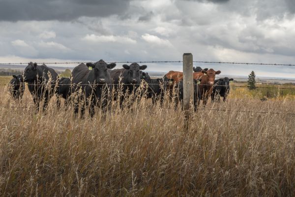 Livestock Fencing Service in Akron