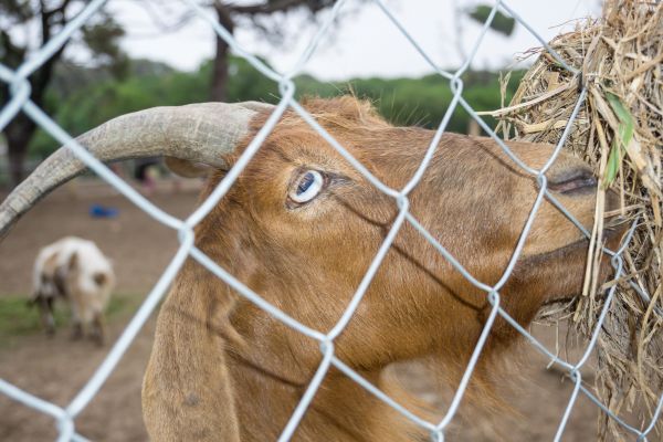 Goat Fence Installation in Akron
