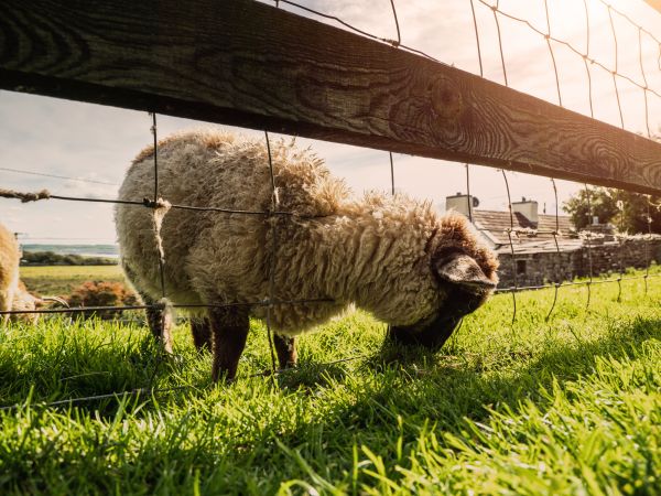 Sheep Fence Installation in Akron