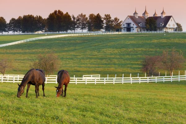 Horse Paddock Installation in Akron