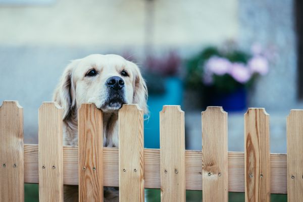 Wooden Dog Fence Installation in Akron