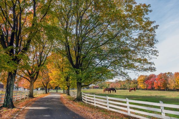 Horse Fence Replacement in Akron